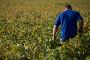 Soybean farmer in the field